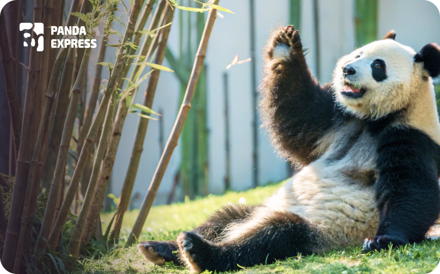 about_panda
